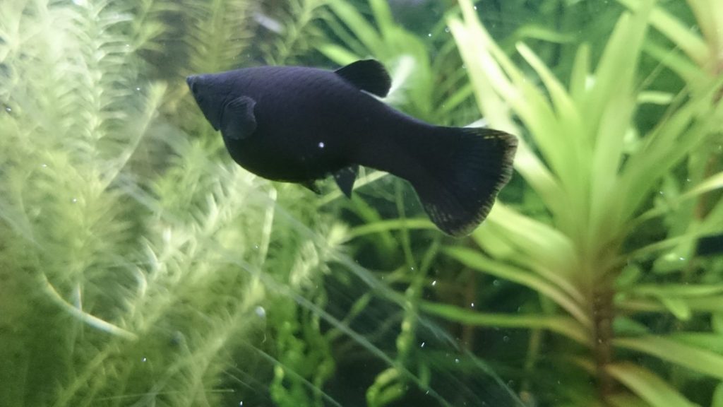 Black Molly - la beauté noire dans votre aquarium - CO2Art.eu