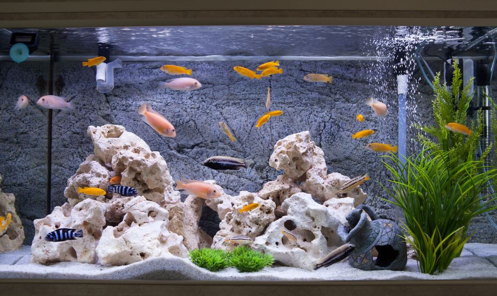 Aquarium kaufen – so gelingt es auch den frischen Fisch